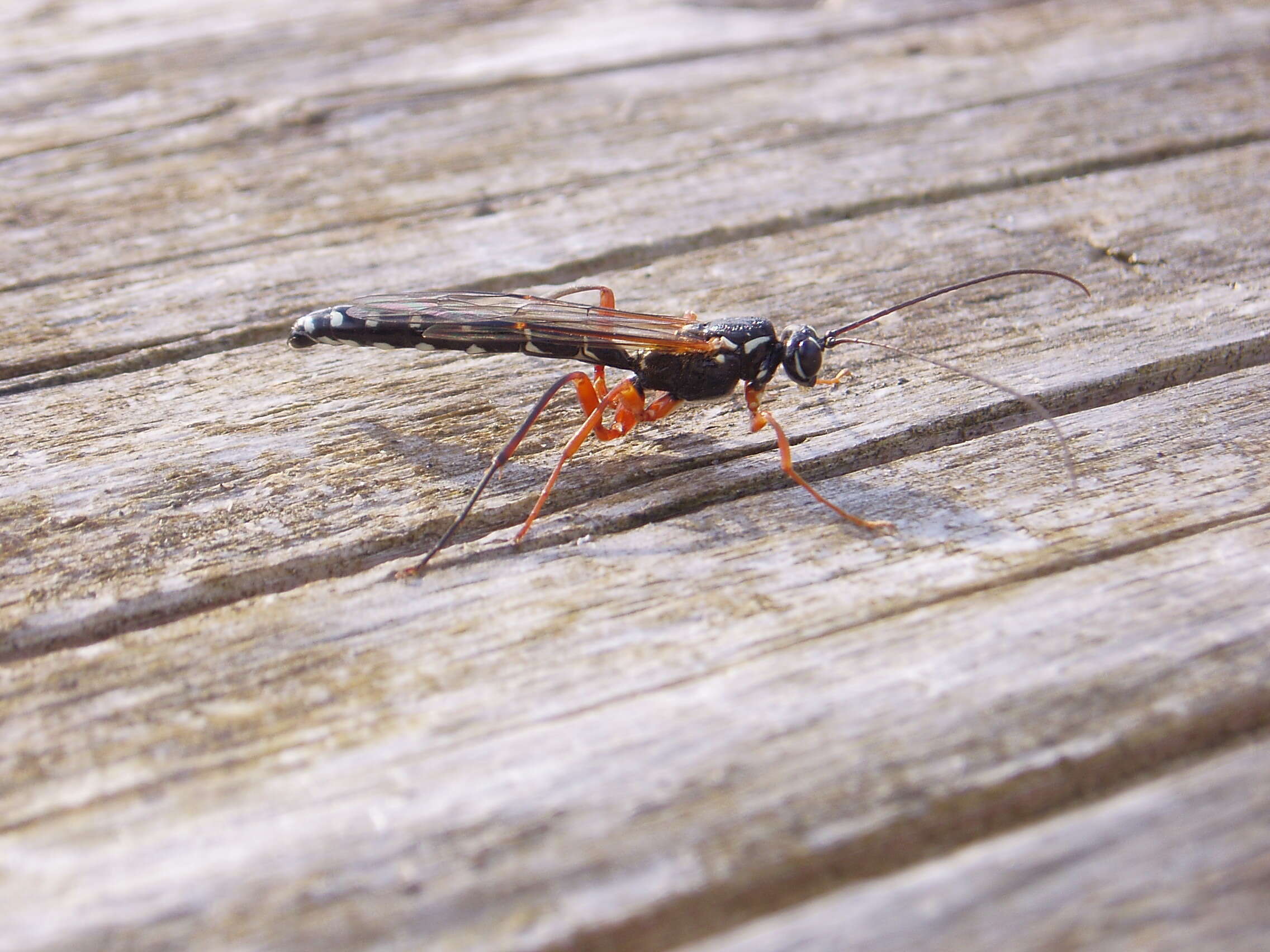 Image of Sabre wasp