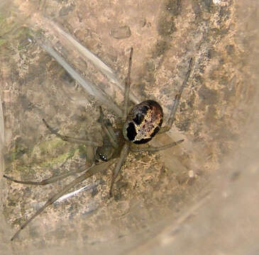 Image of Cobweb weaver