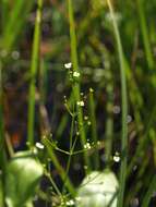 Image of Common Water-plantain