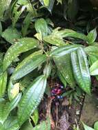 Image of Miconia pseudoalternifolia