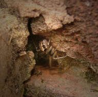 صورة Steatoda nobilis (Thorell 1875)