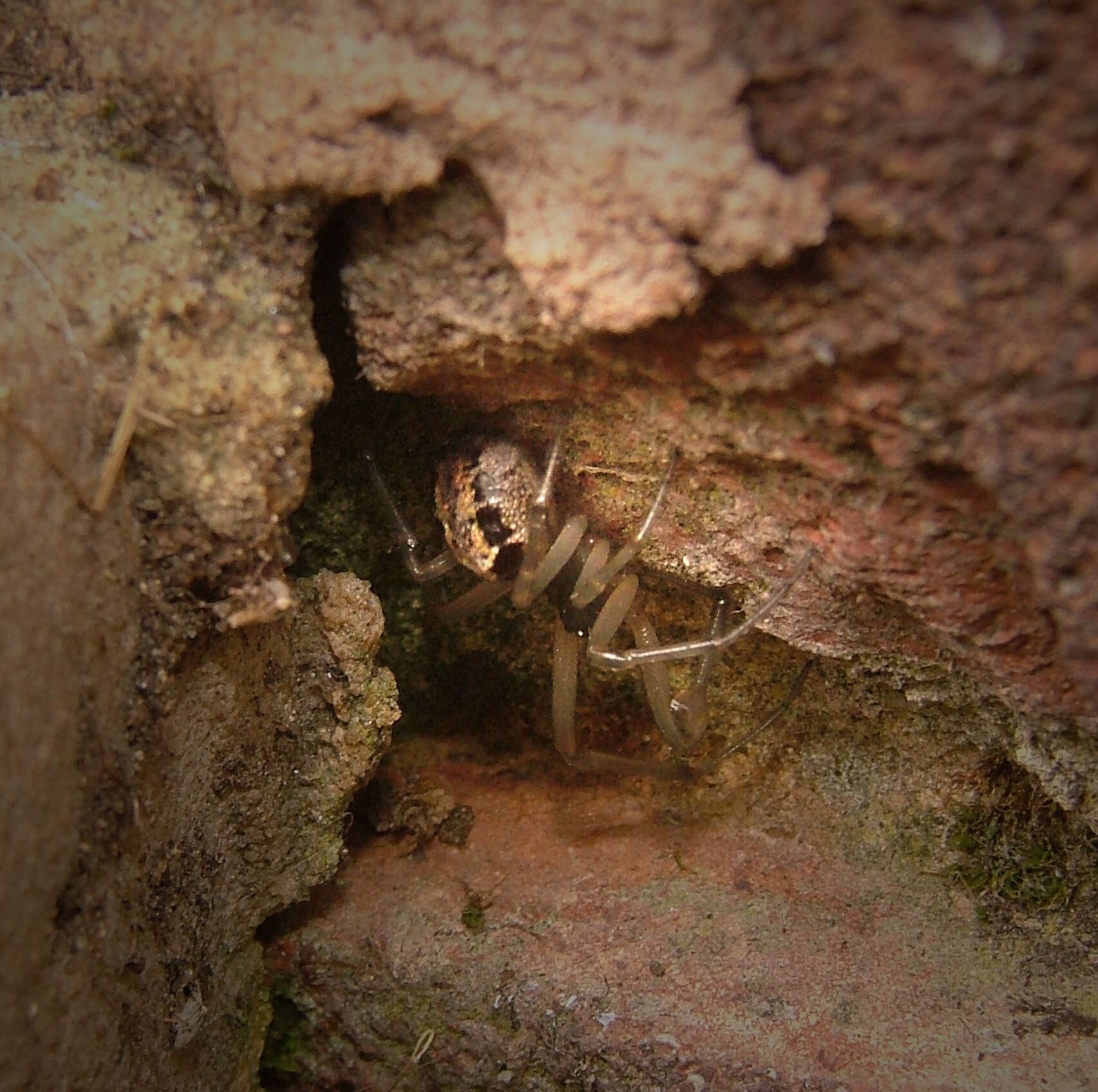 صورة Steatoda nobilis (Thorell 1875)