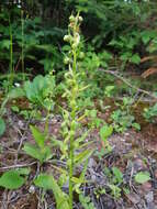 Plancia ëd Dactylorhiza viridis (L.) R. M. Bateman, Pridgeon & M. W. Chase