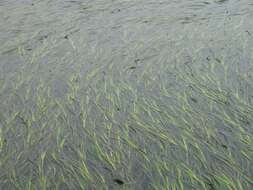 Image of Eelgrass