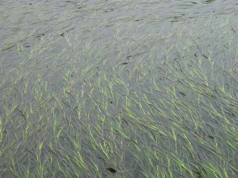 Image of Eelgrass