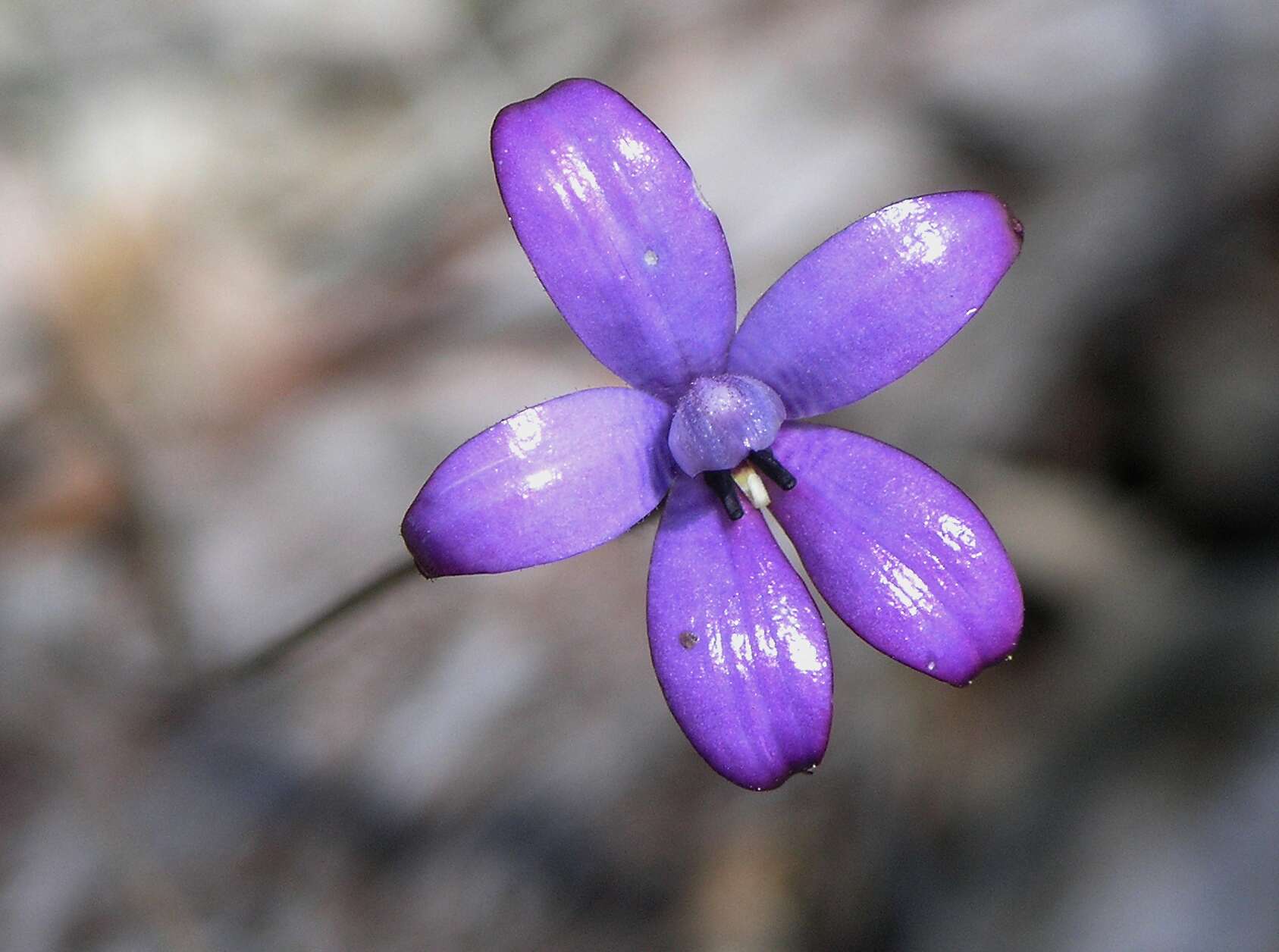 Image of Purple enamel orchid