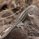 Image of Floreana Lava Lizard