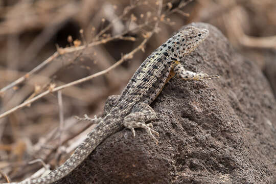 Слика од Microlophus grayii (Bell 1843)