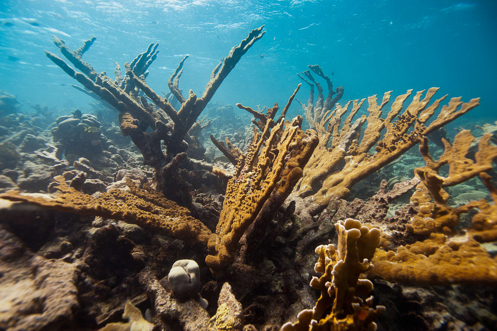 Acropora palmata (Lamarck 1816) resmi