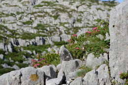 Image of Hairy Alpenrose