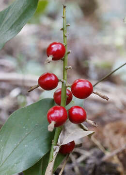 Image of Alpinia japonica (Thunb.) Miq.