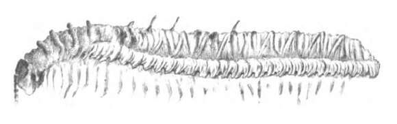 Image of Euphoberiidae