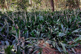 Image of bowstring hemp