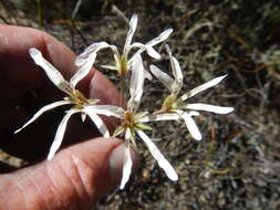 Image of Pelargonium fergusoniae L. Bolus