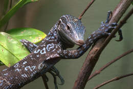 Image of Varanus macraei Böhme & Jacobs 2001