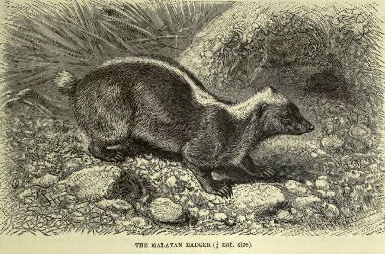 Image of Stink Badgers