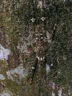Image of Phricta spinosa Redtenbacher 1892