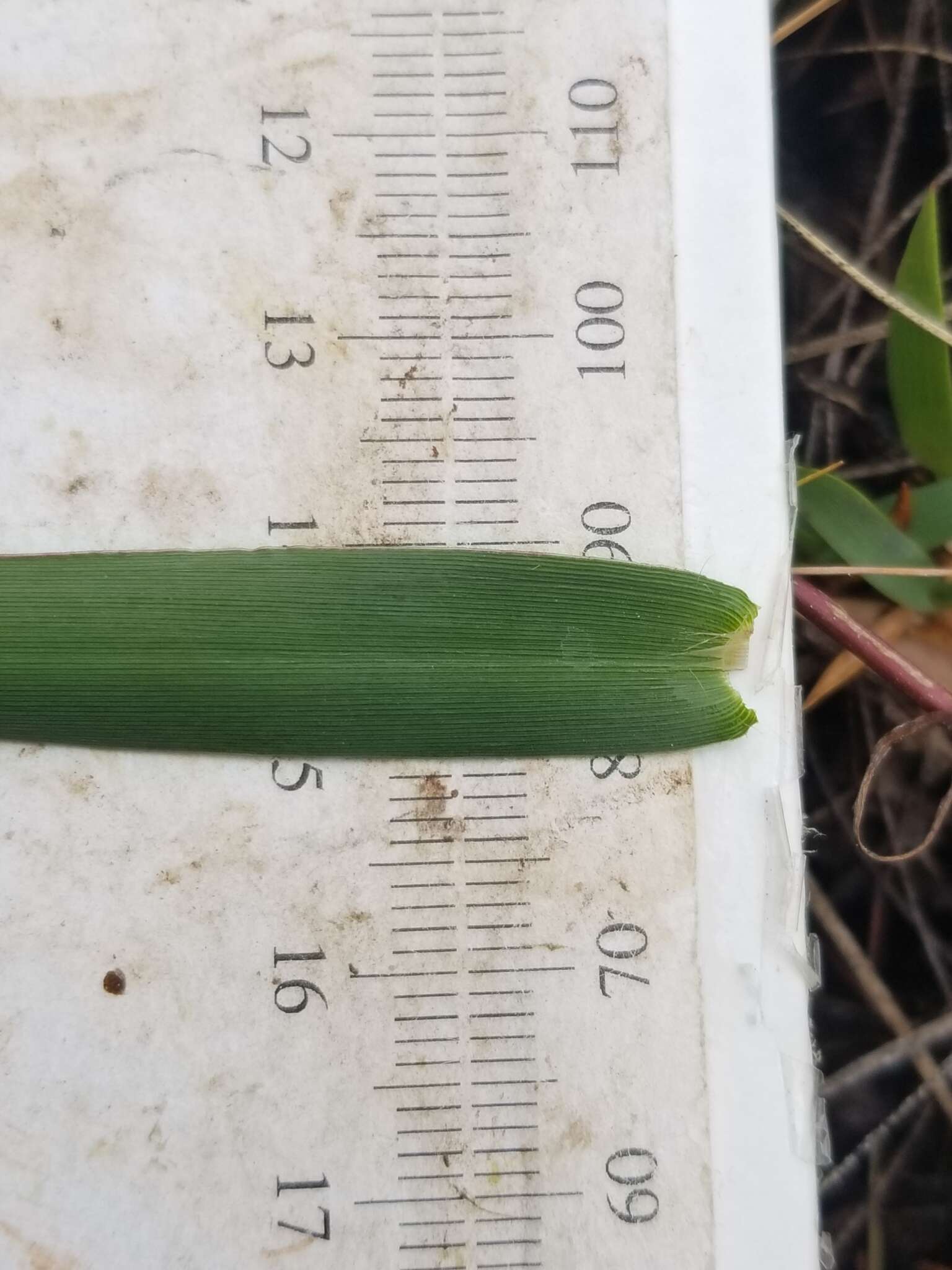 Image of Lindheimer panicgrass