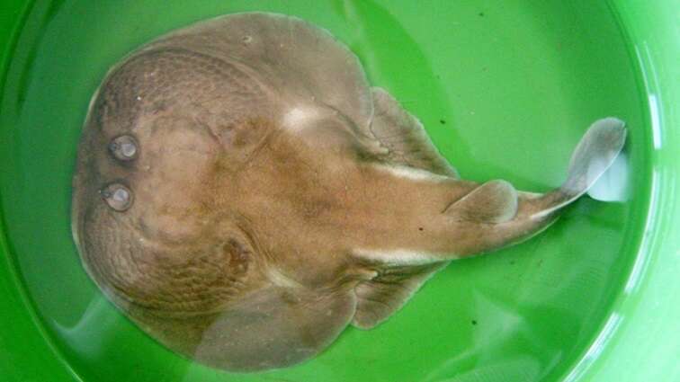 Image of Spottail Sleeper Ray