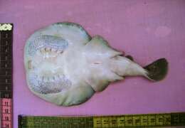 Image of Spottail Sleeper Ray