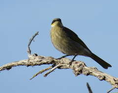 Image of Band-faced Honeyeaters