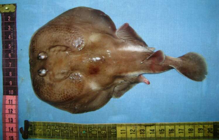 Image of Spottail Sleeper Ray