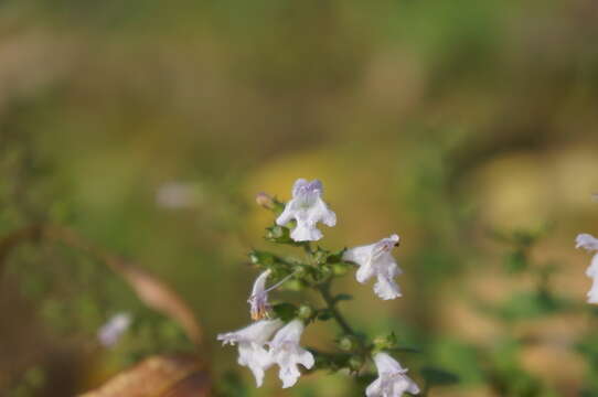 صورة Clinopodium nepeta subsp. nepeta