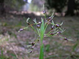 Imagem de Luzula pilosa (L.) Willd.