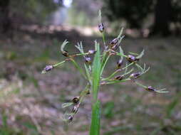 Luzula pilosa (L.) Willd. resmi