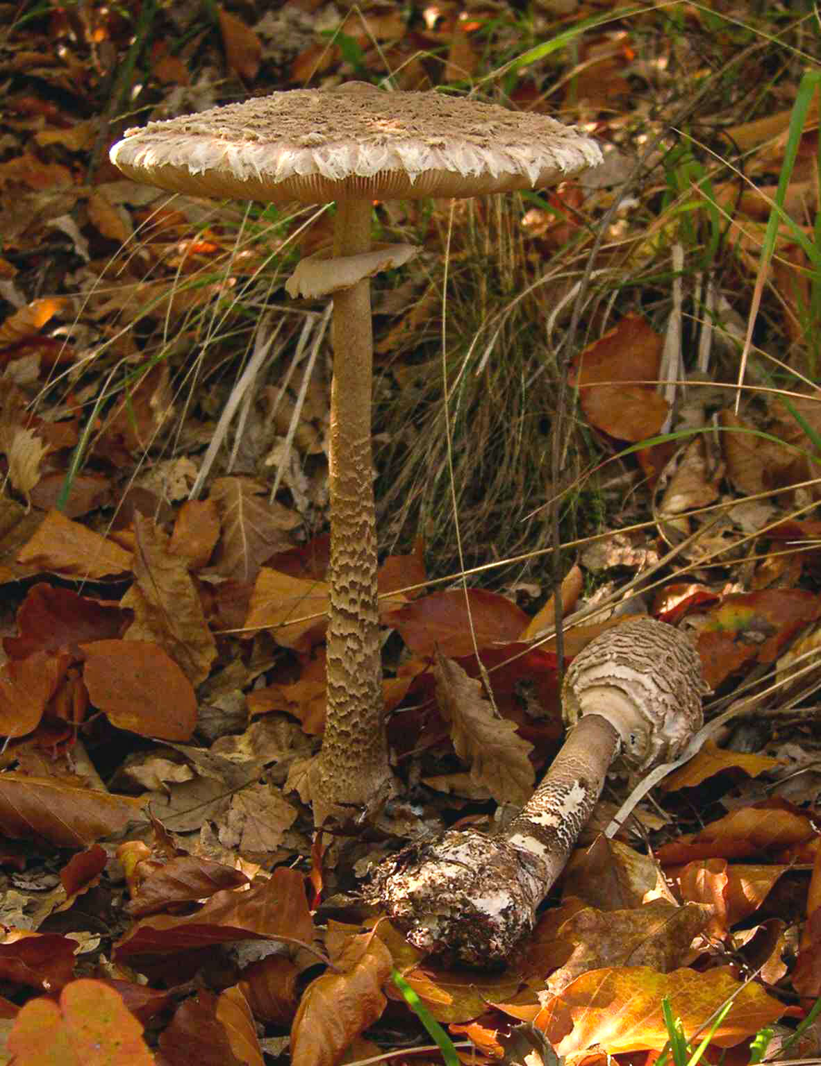 Image of Macrolepiota procera (Scop.) Singer 1948