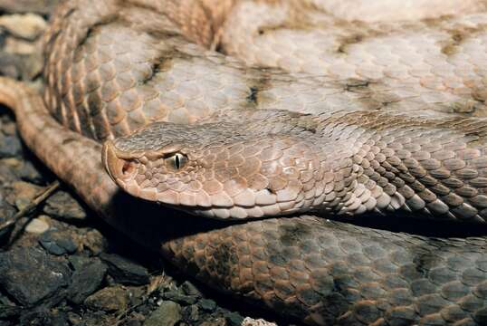 Image of Vipera aspis aspis (Linnaeus 1758)