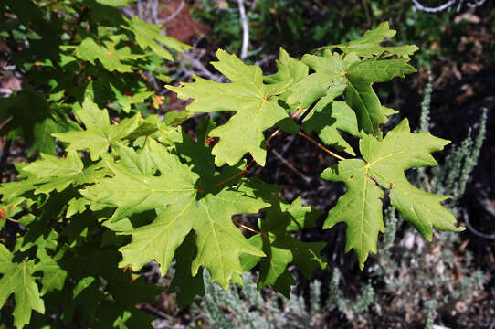 Imagem de Acer grandidentatum Nutt. ex Torr. & Gray