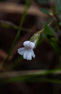 Mecardonia acuminata (Walt.) Small resmi