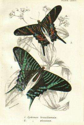 Image of Urania brasiliensis Swainson 1833