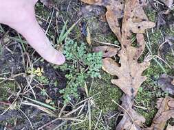 Image of winter grapefern