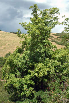 Image of Canyon Maple