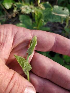 Image of Macoun's false bindweed