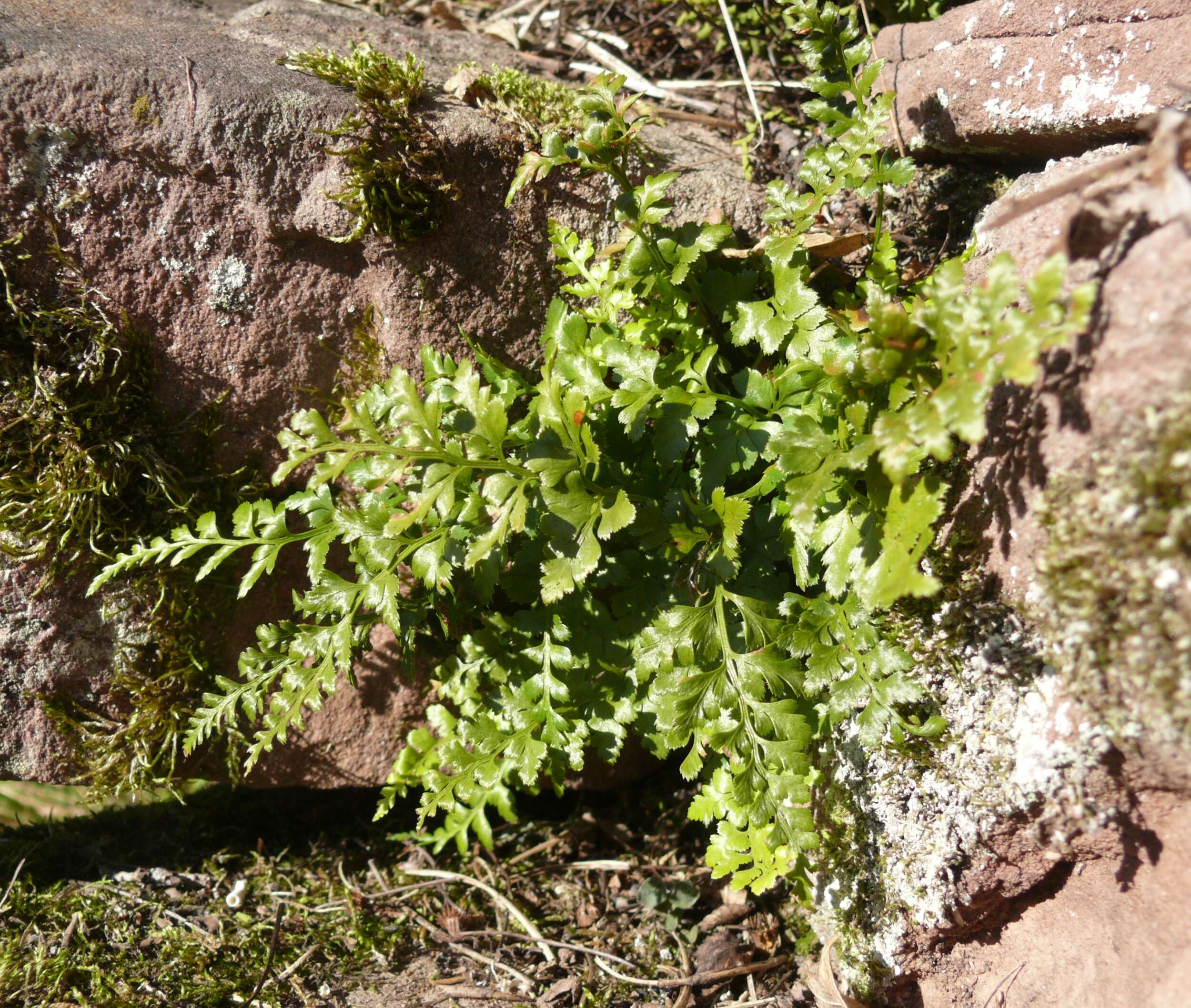 Imagem de Asplenium adiantum-nigrum L.