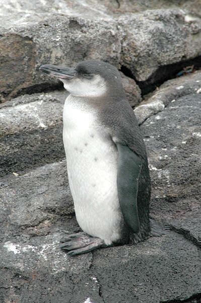 Imagem de Pinguim-das-galápagos