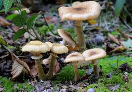 Image of Honey Fungus