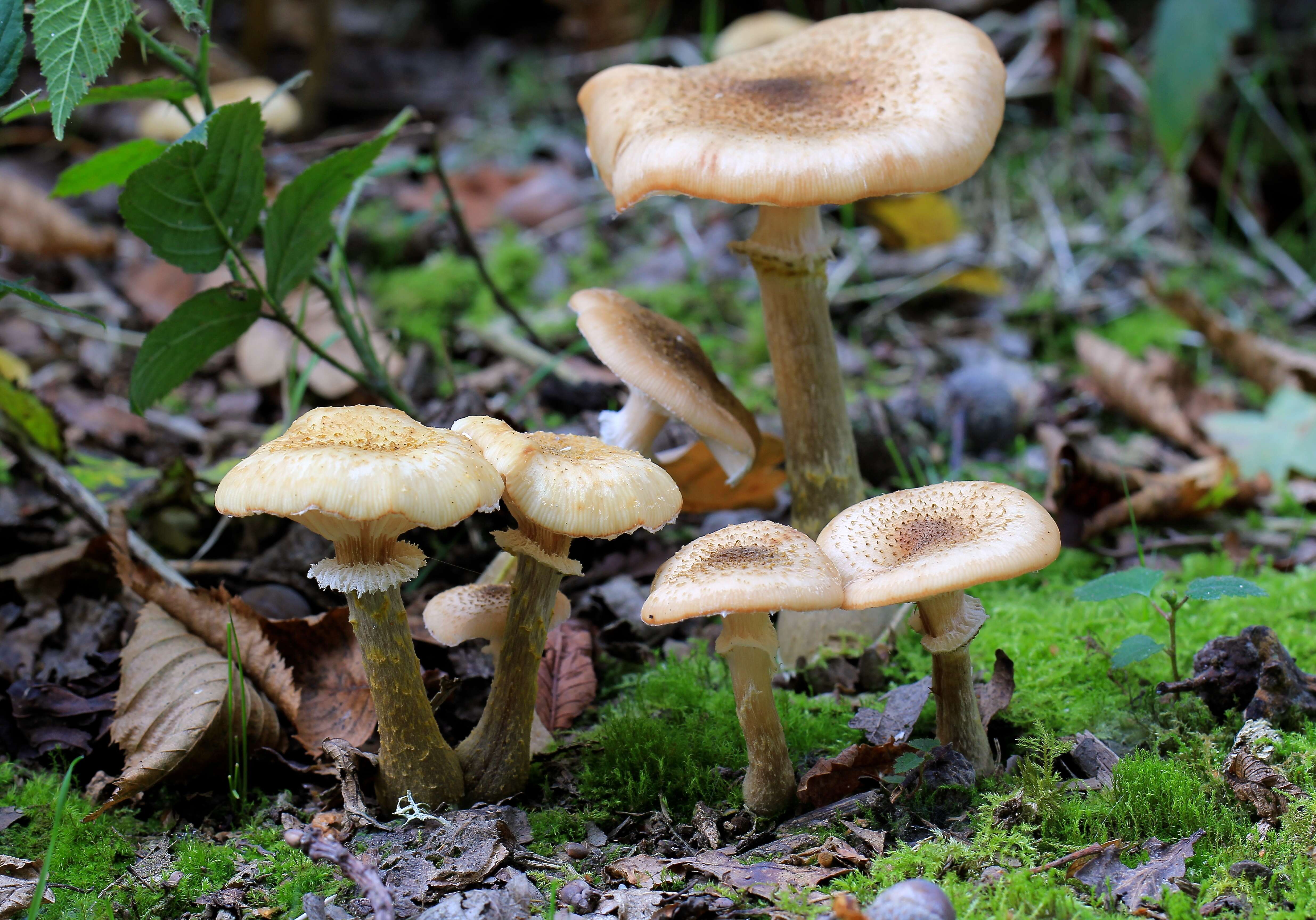 Image of Honey Fungus