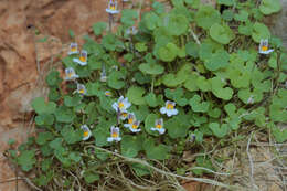 Image of Cymbalaria longipes (Boiss. & Heldr.) A. Cheval.