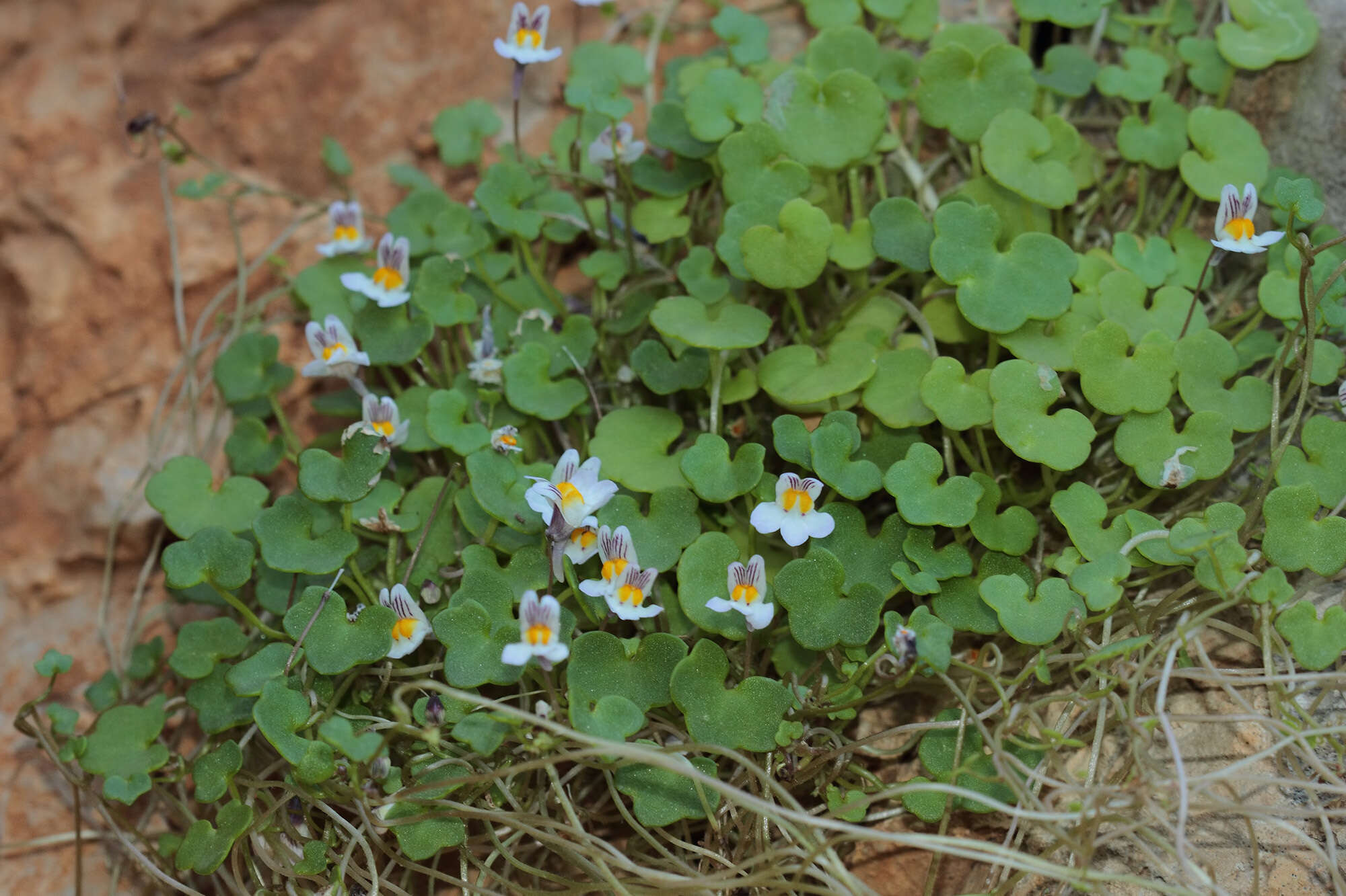 Image of Cymbalaria longipes (Boiss. & Heldr.) A. Cheval.