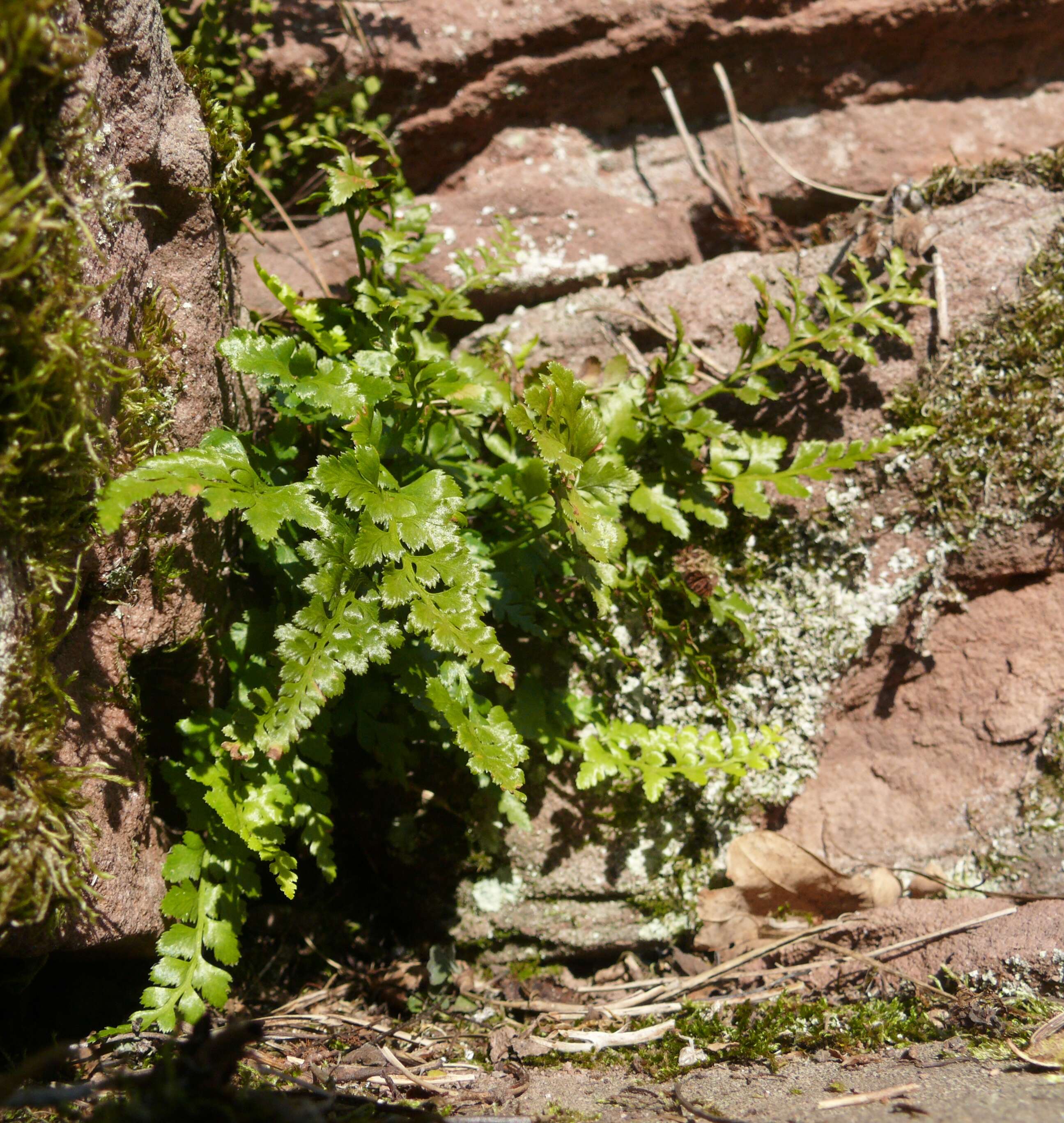 Imagem de Asplenium adiantum-nigrum L.