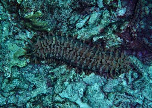 Image de Concombre de mer épineux