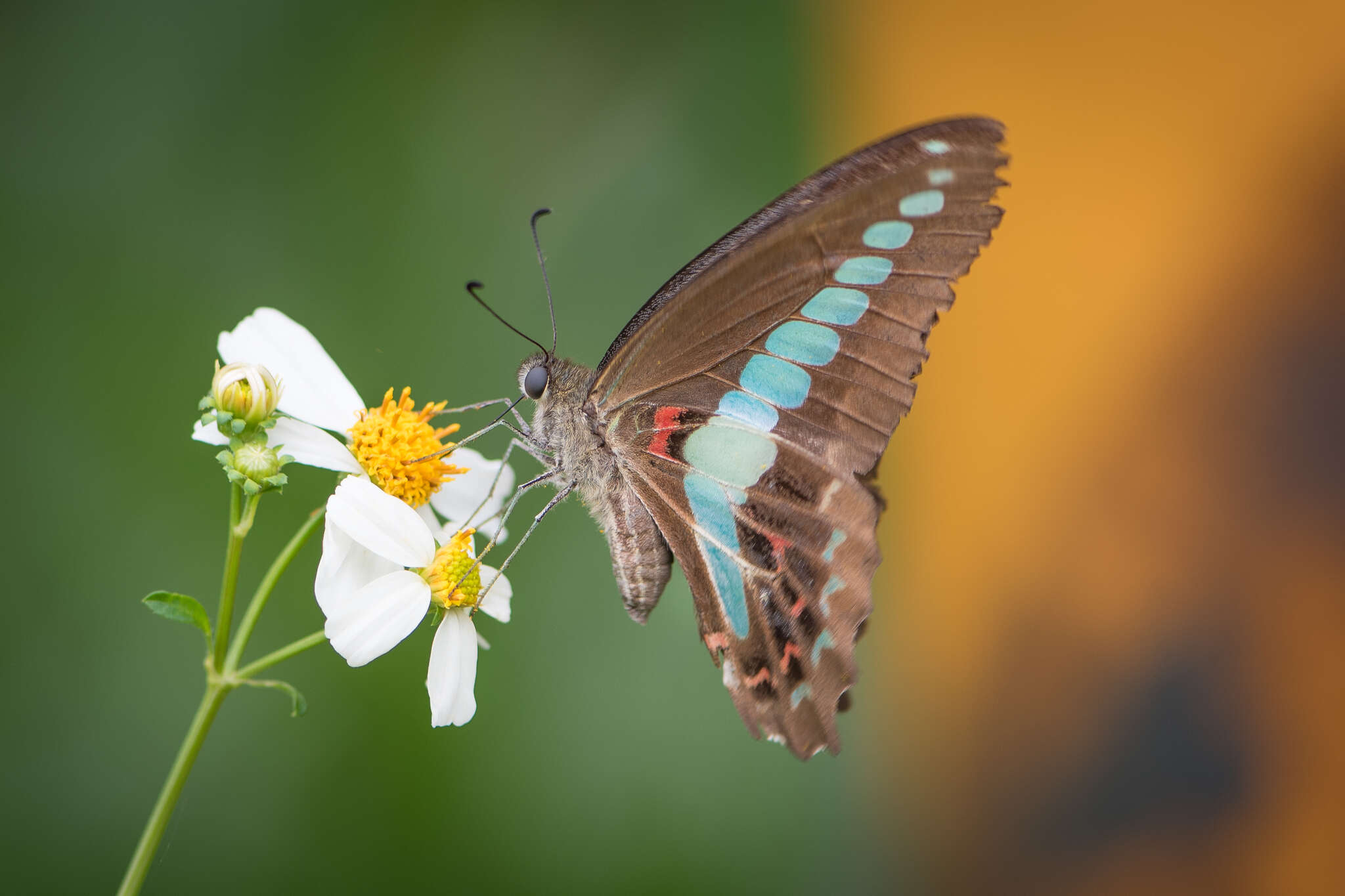 Image of <i>Graphium sarpedon connectens</i>