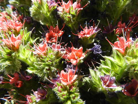 Image of Echium wildpretii H. H. W. Pearson ex Hook. fil.