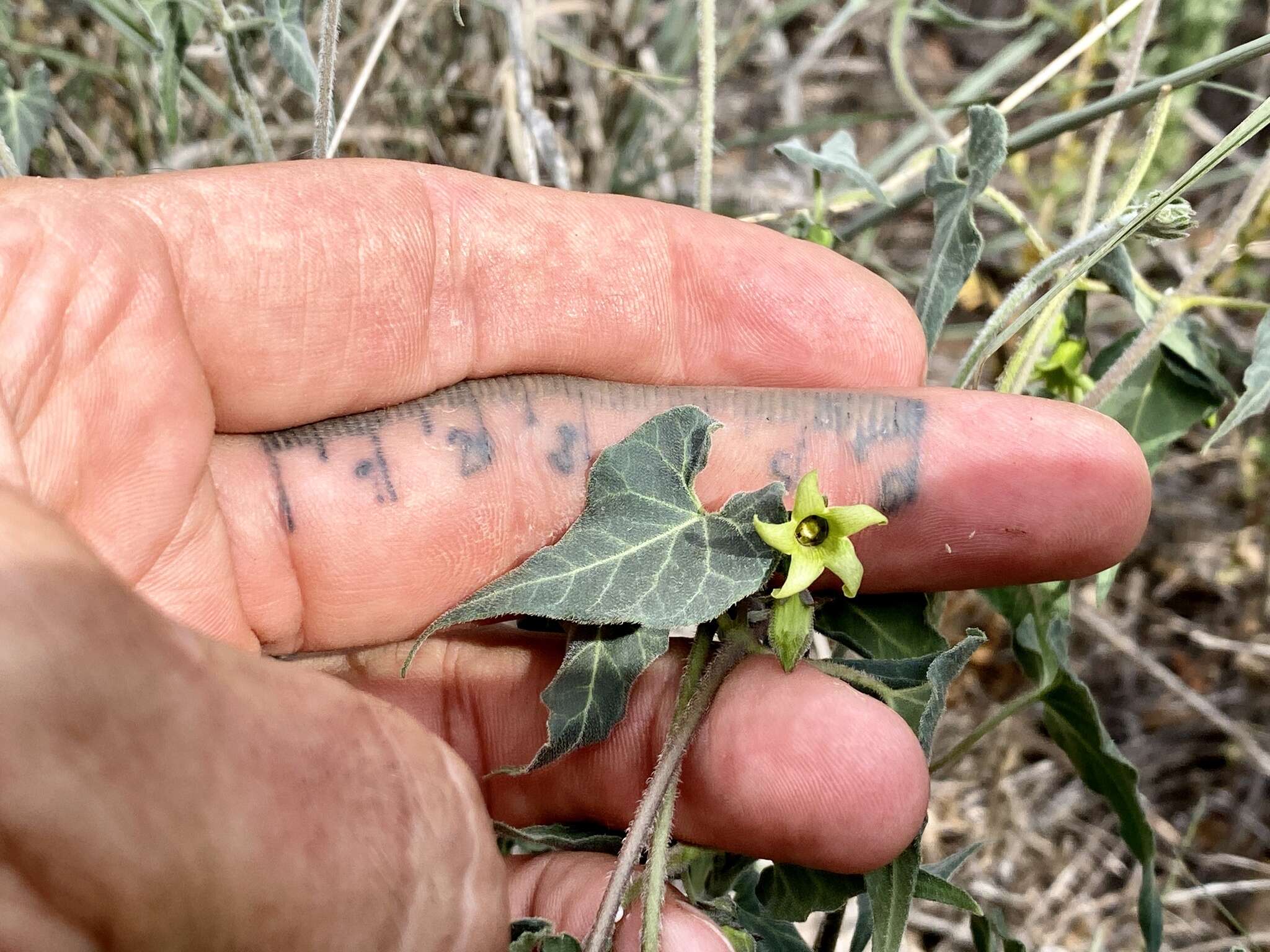 Image of Texas milkvine