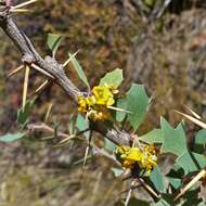 Plancia ëd Berberis grevilleana Gill.