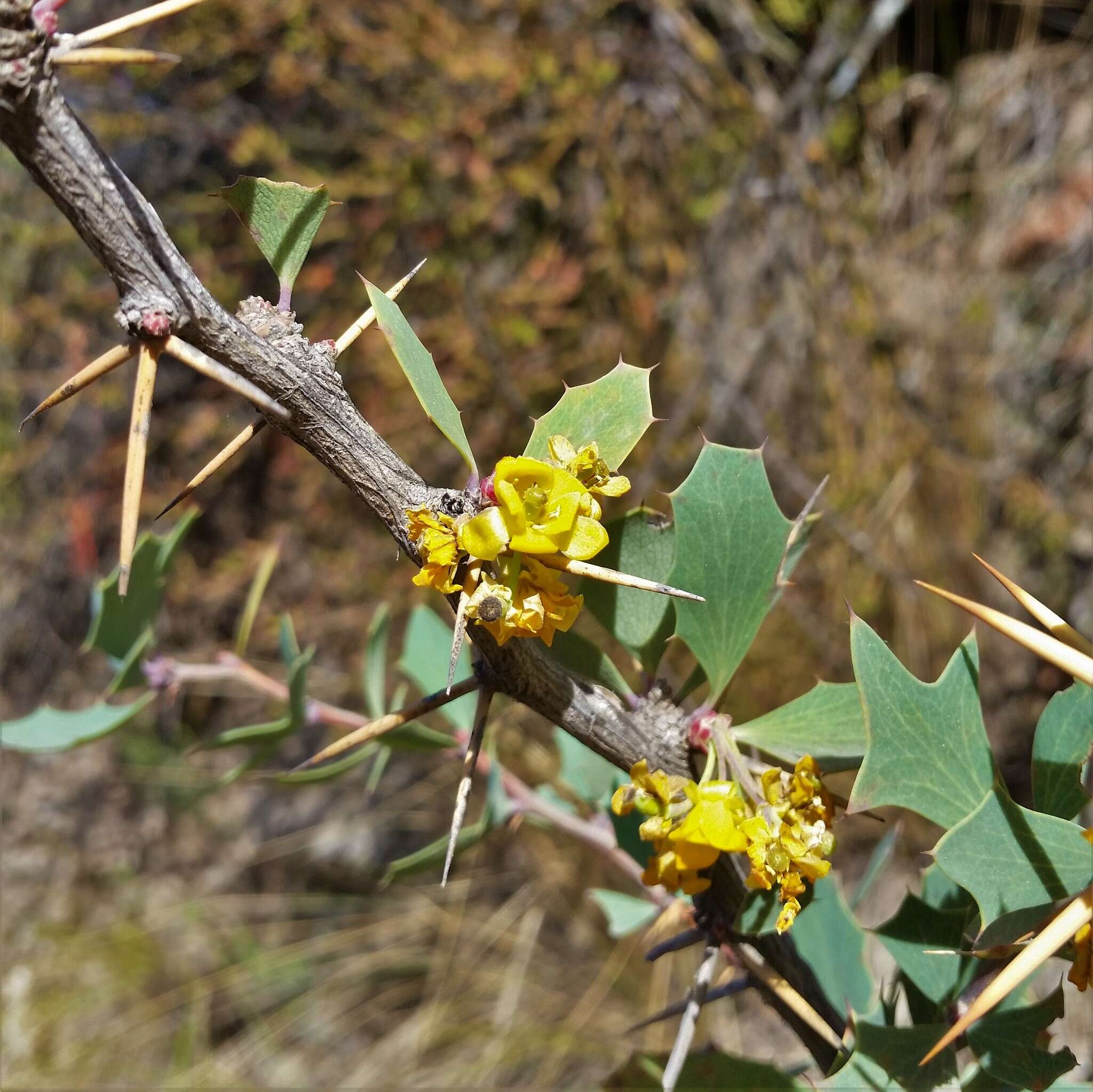 Plancia ëd Berberis grevilleana Gill.